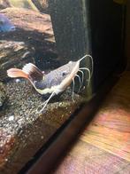 Roodstaartmwerval, Dieren en Toebehoren