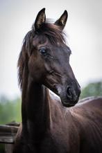Knap, nuchter en lief KWPN merrieveulen (16-11-2024), Dieren en Toebehoren, Paarden, Merrie