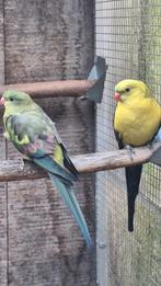 Berg parkieten, Dieren en Toebehoren, Vogels | Parkieten en Papegaaien, Meerdere dieren, Parkiet