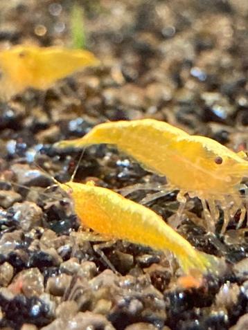 Yellow Neon, gele garnalen, Neocaridina beschikbaar voor biedingen