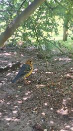 Prachtige dama damalijster lijsters damalijsters, Dieren en Toebehoren, Vogels | Overige Vogels, Mannelijk, Tropenvogel, Geringd