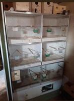 Kweekkooi, Dieren en Toebehoren, Vogels | Hokken en Kooien, Ophalen of Verzenden