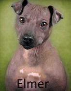 American Hairless Terrier 2 herplaatsers aangeboden., Rabiës (hondsdolheid), Meerdere, 3 tot 5 jaar, Nederland