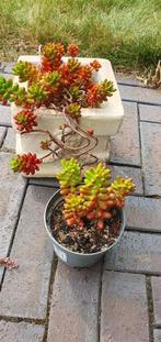 Sedum rubrotinctum, kamerplant, vetplant, supermooi-sterk, Ophalen, Overige soorten, Minder dan 100 cm