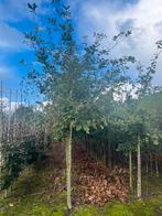 Eiken bomen  Quercus Robur, Tuin en Terras, Planten | Bomen, Overige soorten, 250 tot 400 cm, Ophalen of Verzenden