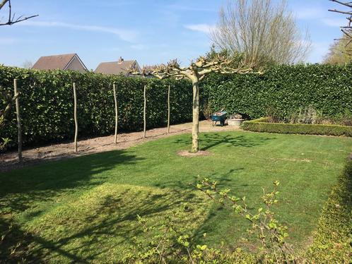 Dakplataan, Tuin en Terras, Planten | Bomen, Dakboom, Volle zon, Ophalen