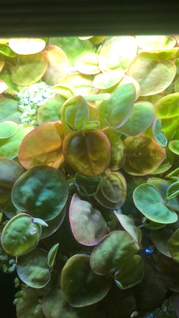 Red root floaters, Dieren en Toebehoren, Vissen | Aquaria en Toebehoren, Nieuw, Plant(en), Steen of Hout, Ophalen