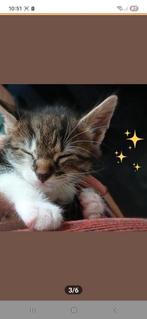 Schattig kitten zoekt nieuw thuis, Ophalen, Riet