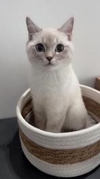 Britse korthaar, Dieren en Toebehoren, Katten en Kittens | Raskatten | Korthaar, Kater, Met stamboom, 0 tot 2 jaar