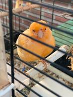Twee prachtige kanaries zoeken een nieuw thuis, Dieren en Toebehoren, Vogels | Kanaries, Meerdere dieren, Zangkanarie