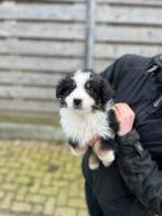 Klaar voor vertrek mini australian shepherd pups, Dieren en Toebehoren, Honden | Herdershonden en Veedrijvers, Parvo, Nederland