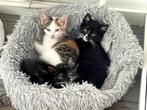 Cat, Dieren en Toebehoren, Katten en Kittens | Overige Katten, Poes, Kortharig, 0 tot 2 jaar