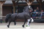 4 jarige Friese stermerrie Arent x Hette drachtig van Jeppe, Dieren en Toebehoren, Paarden, Merrie, 0 tot 2 jaar