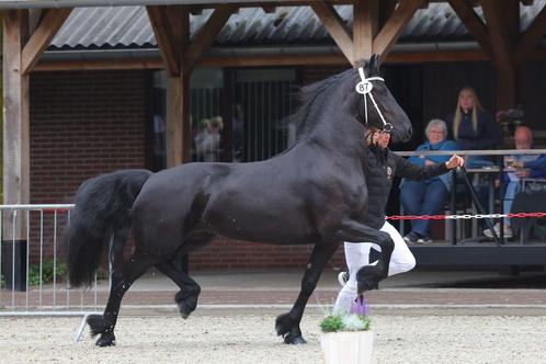 4 jarige Friese stermerrie Arent x Hette drachtig van Jeppe, Dieren en Toebehoren, Paarden, Merrie, Onbeleerd, 3 tot 6 jaar
