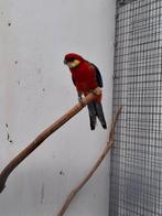 Stanley man, Mannelijk