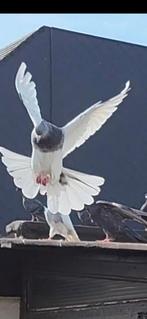 Persiesche duiven, Dieren en Toebehoren, Meerdere dieren, Postduif