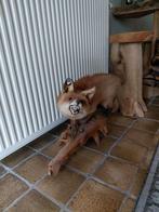 Opgezette vos op stam, Verzamelen, Dierenverzamelingen, Ophalen of Verzenden, Gebruikt, Wild dier, Opgezet dier