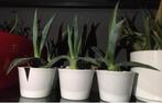 Prachtige baby’s van blauwe Agave Americana plantjes potjes, Rond, Binnen, Ophalen of Verzenden, Zo goed als nieuw