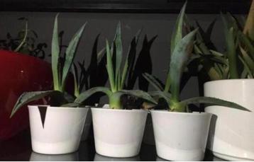 Prachtige baby’s van blauwe Agave Americana plantjes potjes beschikbaar voor biedingen