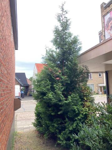 XL conifeer cipres Leylandcipres Japanse levensboom Thuja beschikbaar voor biedingen