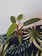 Philodendron Red Emerald, Ophalen of Verzenden, Overige soorten, Minder dan 100 cm