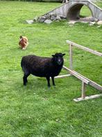 Ouessantschapen te koop. Ooien, Dieren en Toebehoren, Vrouwelijk