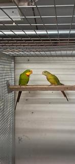 Koppel Barraband Split cinnamon x cinnamon, Meerdere dieren, Parkiet, Geringd