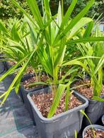 Chinese waaierpalm: Trachycarpus fortunei, Minder dan 100 cm, Palmboom, Ophalen, Volle zon
