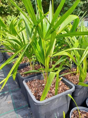 Chinese waaierpalm: Trachycarpus fortunei beschikbaar voor biedingen