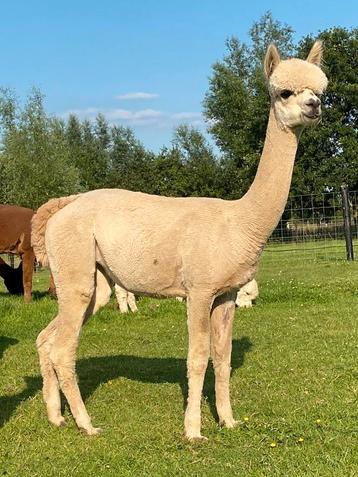 Alpaca merrie (drachtig) beschikbaar voor biedingen