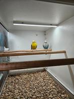 Koppel blackwing, Dieren en Toebehoren, Meerdere dieren, Parkiet, Geringd