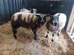 3 beste dekrammen te koop! Gecertificeerd!, Dieren en Toebehoren, Schapen, Geiten en Varkens, Mannelijk, Schaap, 0 tot 2 jaar