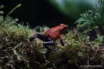 Oophaga pumilio "Blue Jeans" 0.2, Dieren en Toebehoren, Slang