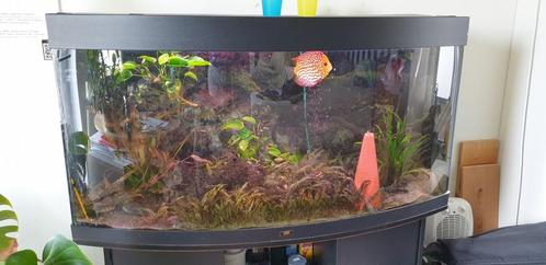 Juwel vision 260 L aquarium met meubelstuk, Dieren en Toebehoren, Vissen | Aquaria en Toebehoren, Gevuld zoetwateraquarium, Ophalen