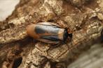 Eublaberus marajoara, Overige soorten