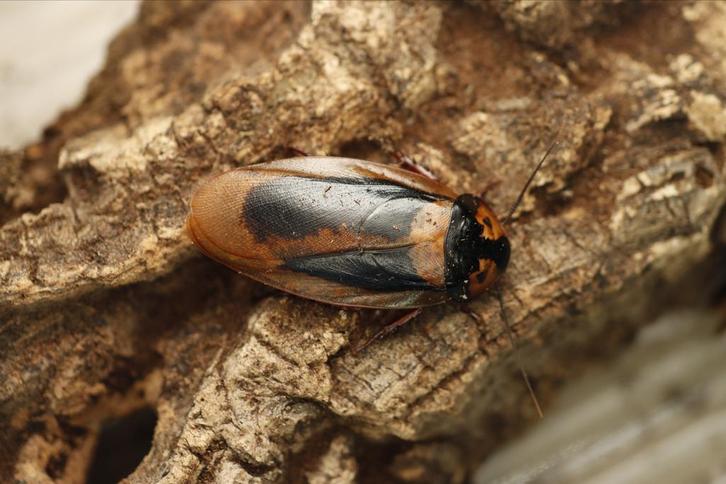 Eublaberus marajoara, Dieren en Toebehoren, Insecten en Spinnen, Overige soorten