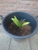 Agapanthus Black Magic, Ophalen