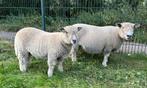 Ryeland ram, Mannelijk, Schaap, 0 tot 2 jaar