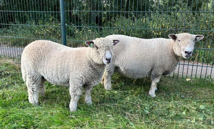 Ryeland ram, Dieren en Toebehoren, Schapen, Geiten en Varkens, Schaap, Mannelijk, 0 tot 2 jaar