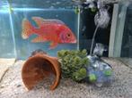 Aulonocara Dragon Blood Malawi Cichliden, Vis, Zoetwatervis