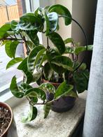 5 hoya's., Bloeiende kamerplant, Ophalen, Halfschaduw, Minder dan 100 cm