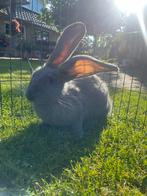 Vlaamse reus voedster, Dieren en Toebehoren, Vrouwelijk, Groot, 0 tot 2 jaar