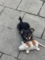 Russische Toy langhaar, Dieren en Toebehoren, Honden | Chihuahua's en Gezelschapshonden, Rabiës (hondsdolheid), 15 weken tot 1 jaar