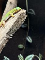 Goudstofdaggekko – Phelsuma laticauda, Amfibie, 0 tot 2 jaar