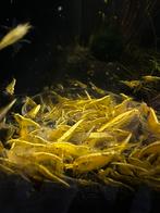 High grade yellow neon fire backline garnalen/gele garnalen, Kreeft, Krab of Garnaal