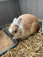 lief konijn Boba met toebehoren, Dieren en Toebehoren, Mannelijk, Middelgroot, 0 tot 2 jaar