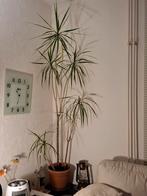 Grote Dracaena (165cm) - Gratis af te halen!, Huis en Inrichting, Kamerplanten, In pot, Yucca, 150 tot 200 cm, Groene kamerplant