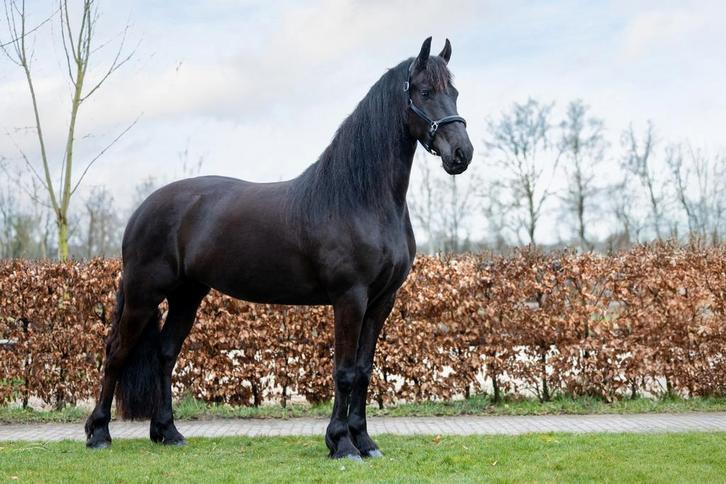 4 jarige friese merrie, Dieren en Toebehoren, Paarden, Ruin, 3 tot 6 jaar, Recreatiepaard