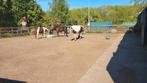 Plekje vrij in paddock met topfaciliteiten, Dieren en Toebehoren, Stalling en Weidegang, Weidegang, 1 paard of pony