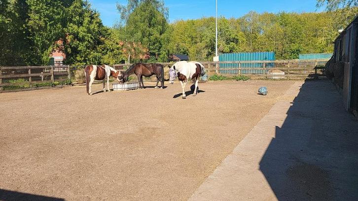 Plekje vrij in paddock met topfaciliteiten, Dieren en Toebehoren, Stalling en Weidegang, Stalling, Weidegang, 1 paard of pony